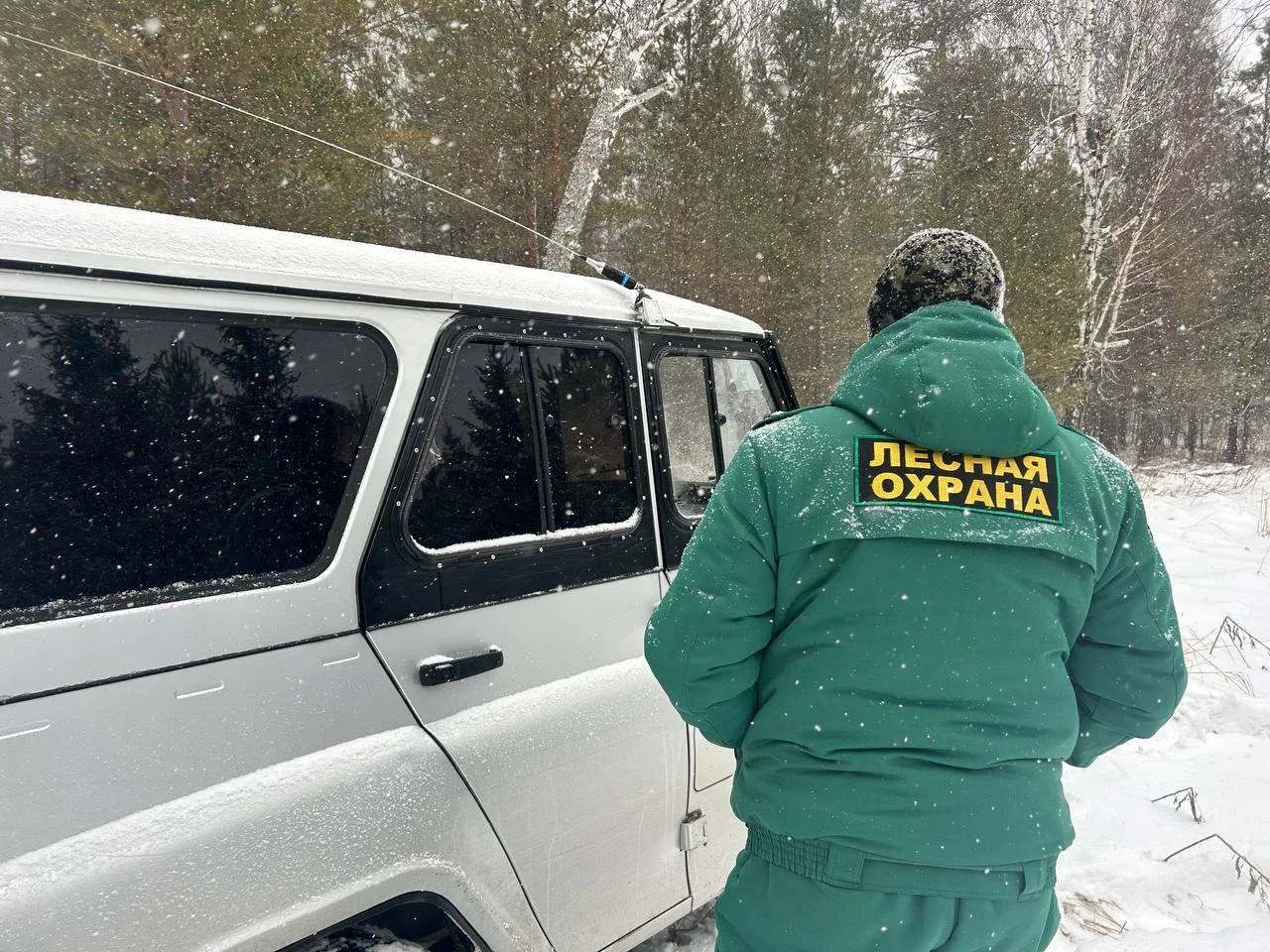 В Алтайском крае подведены итоги работы по охране хвойных молодняков В Алтайском крае подведены итоги работы по охране хвойных молодняков