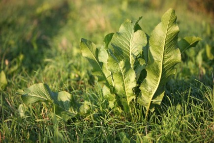 ������ �����: ����������� ������� �������������