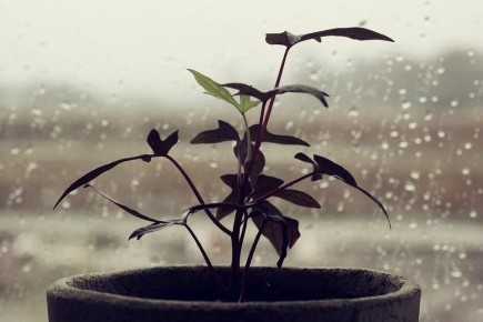 ������ ����� ������� ������ ��������� �������� �� ����?