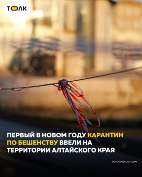 Первый в 2026 году случай бешенства зафиксировали в Алтайском крае