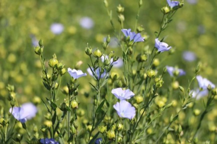 � ��������� ���� ������� ������, ���������� �� �������� ������������ ���� ����������