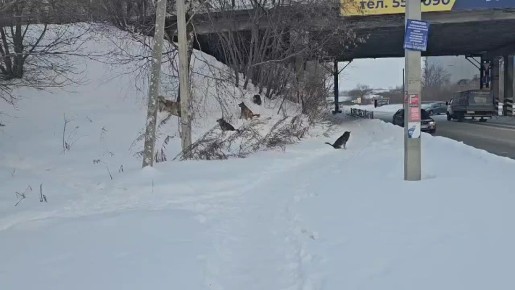 ���� �������� ����� � ������ ����� ����� �� ������ ��������