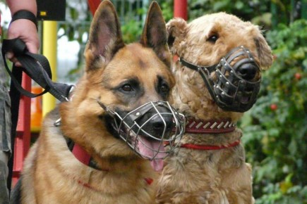 ���������� ������� ������� ������������ �������� ������� � ������ ������ ������������ �� ������������ ���������� ��������� ����� �������� ��������