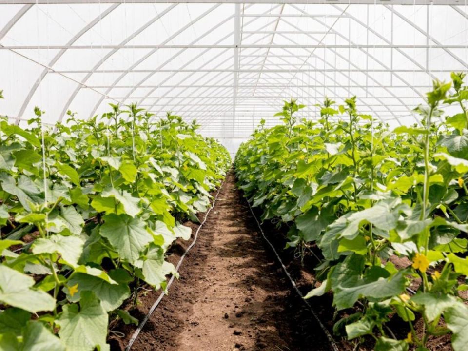 ��������� ������ ��� ��������� ����� ���������: �������� ������ � ��������