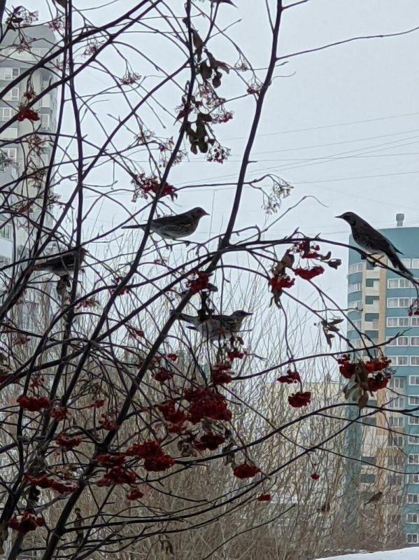 ���� ����� � �������� ����������� �������� ��������� �������-����������