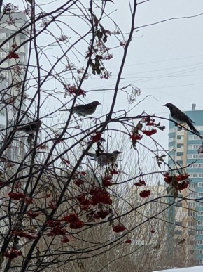 ���� ����� � �������� ����������� �������� ��������� �������-����������