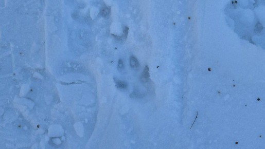 ������ � ����� ���� ������ ��������� ������������� � ��������� ����