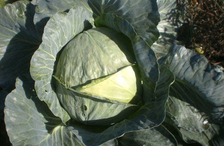 ����������� ������� ��� ������ �������: ��� �������� ��������