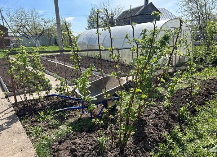 ��� ��������� �� ����������� ����� ����������� ��� ���