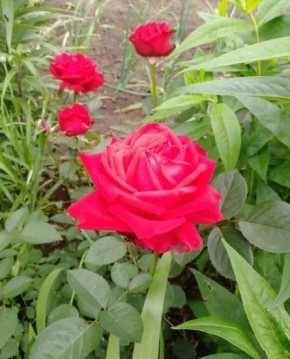 ���� �� '���������': ��� ��� ���������� � �������