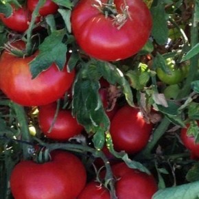 ����� �����: ��������� ����� ��� ����������� ���� ������