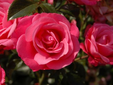 � ��������� � �������� ��������: ��������� ��������-���������� ��� ���