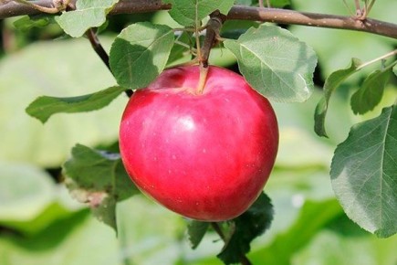 ������ ������� ������: ��� �������, ��������� � �������� ������� ������