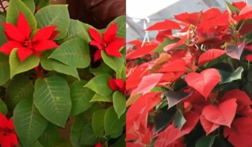 ��� ��������� �������������� ������ ������: ������� ����� �� �����������