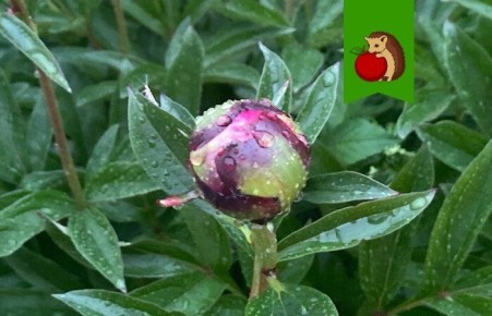 ������� ��������� �������� ������: ��� ��������� � ������ ����������� ������� ���� �����