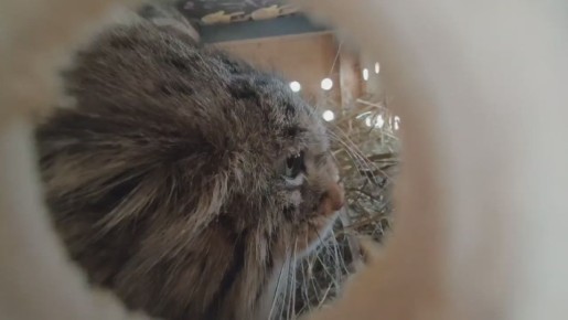 ����� �� ������ ���� �� ������������� �������� ������������ � �����-���������