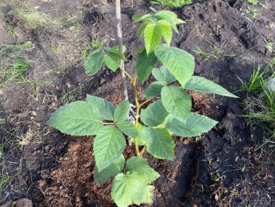 ����� �������� �������?