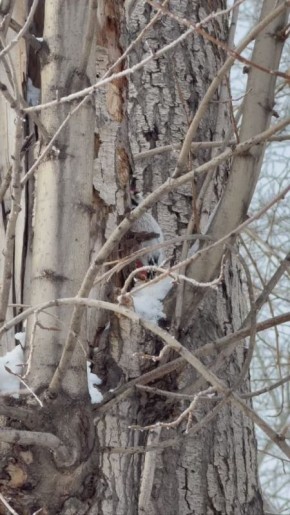 ������ ����, ��������� ����!�