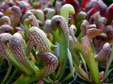 ������������ � ���������� ��������-�����