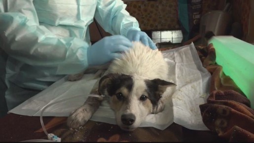 ������ ������ ������ ��������� 2,4 ��� ������ �� ����� ��������� ��������