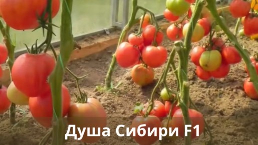 ��������� ������: �����, ������� �������� ����� �������� ���������