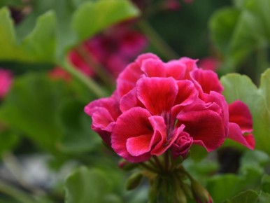 ��������� ��������� ��� ������: ���� � ������� ��������