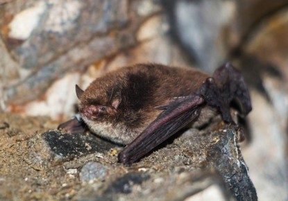 ������ ��� ������� �����, �������� ������� ���������� ������, ���������� ��������� ������