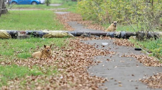 �����-����� ������������� ������ �������, ��� � ���� ���������������� ������������� ���������� � ������������ ������ ���������� ���������� �������� ��� ����������