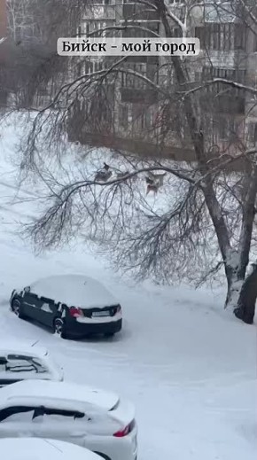 �� �����������:. "��������� ������ � �������