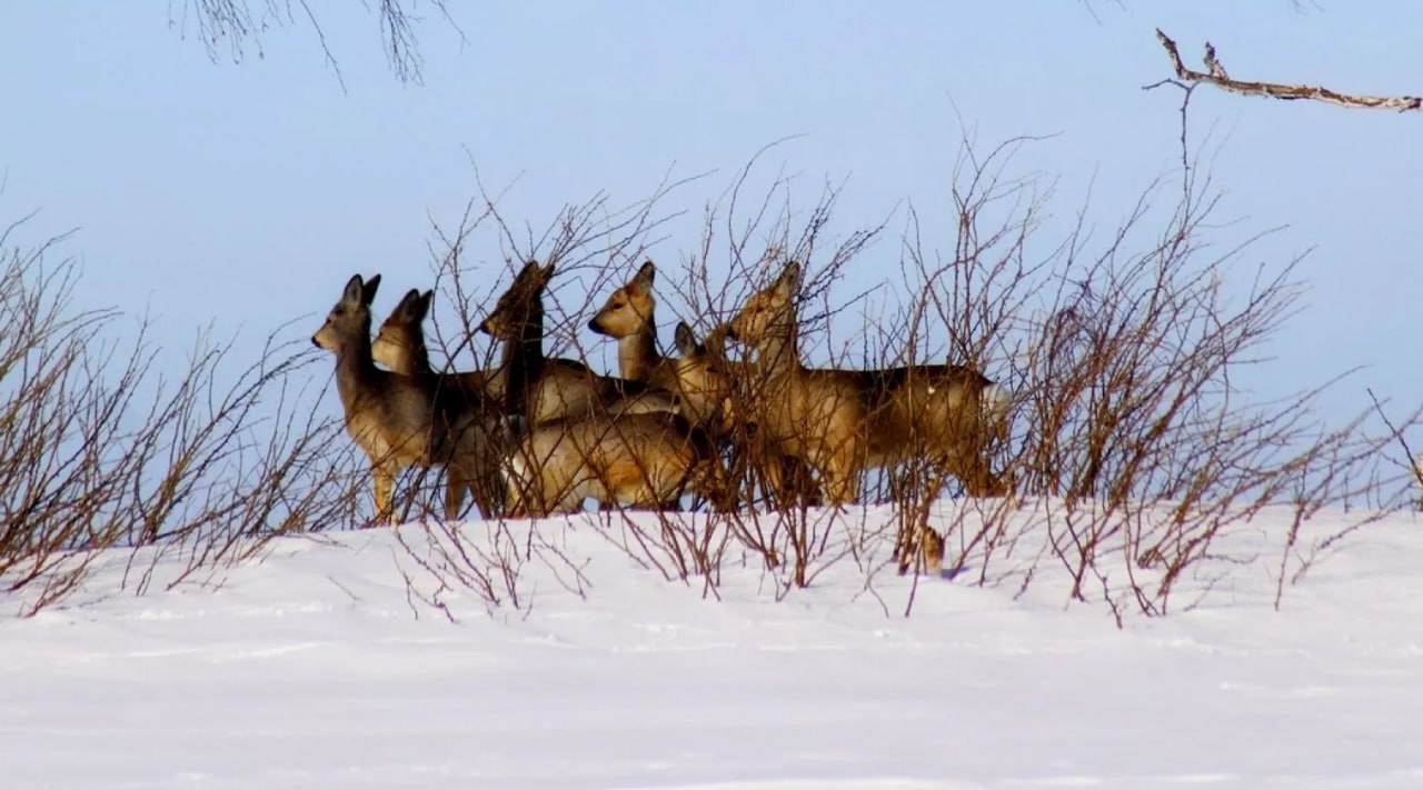 На Алтае полицейских могли заподозрить в браконьерстве