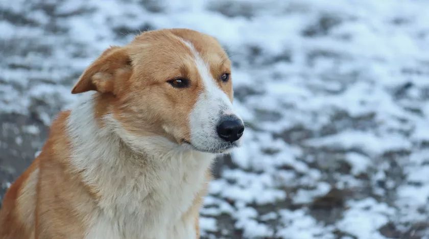 Россиянам напоминают о штрафах за неправильный выгул питомцев