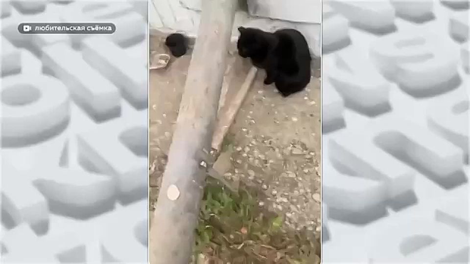 ����� ������� � ������� ����������� �� ����� ����������, 121