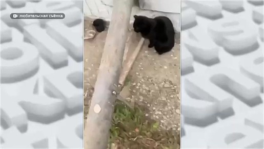 ����� ������� � ������� ����������� �� ����� ����������, 121