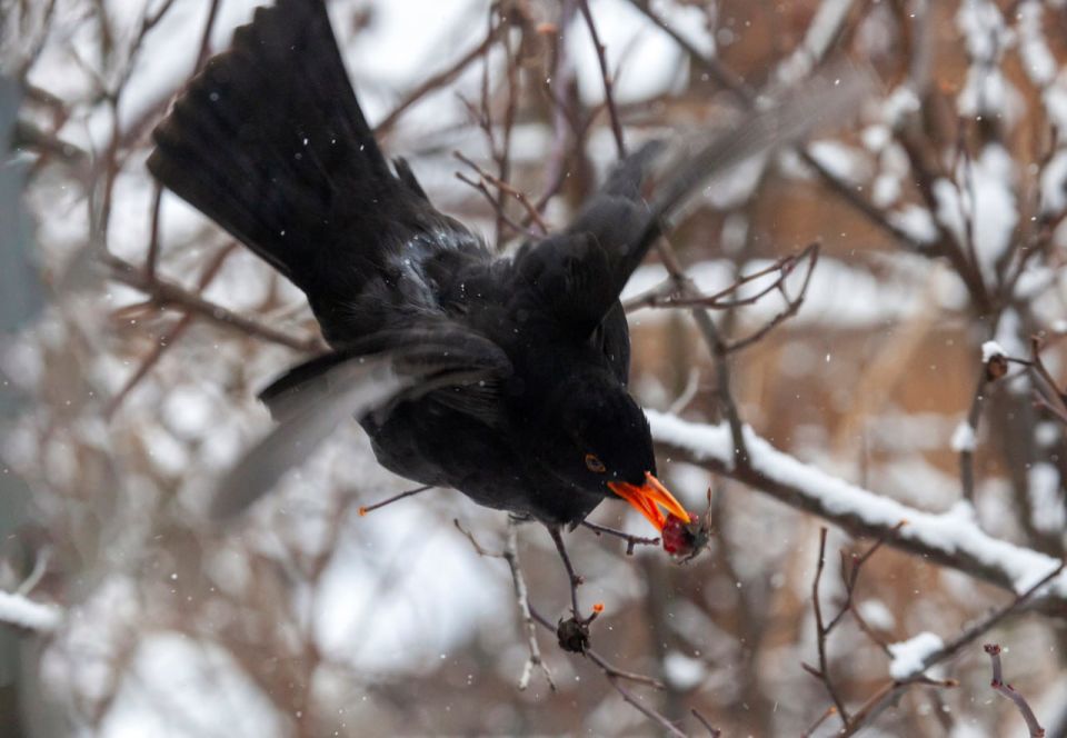 � ��������� ����������� �������� ��������� ������� ������