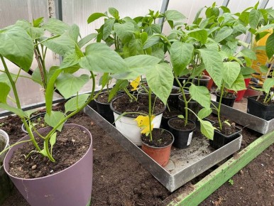 Кормящий грунт для рассады: как превратить обычную землю в живую экосистему за считанные минуты