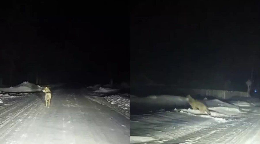 Жители новосибирского села ночью заметили стаю волков