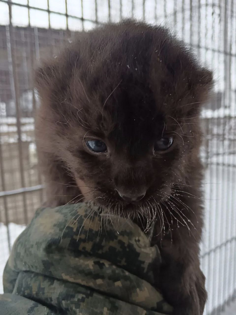 Леопарды из барнаульского зоопарка стали родителями