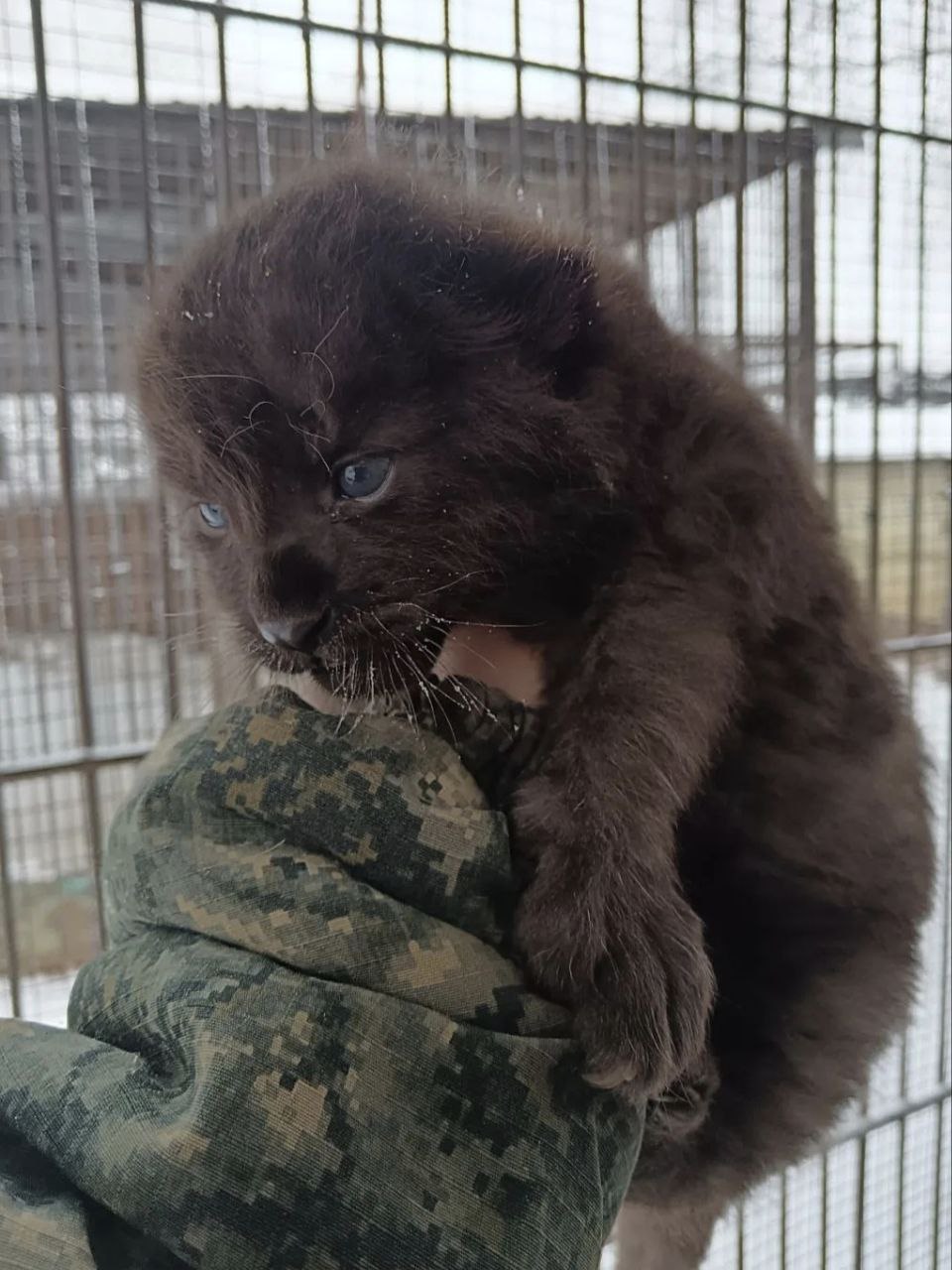 Леопарды из барнаульского зоопарка стали родителями Леопарды из барнаульского зоопарка стали родителями