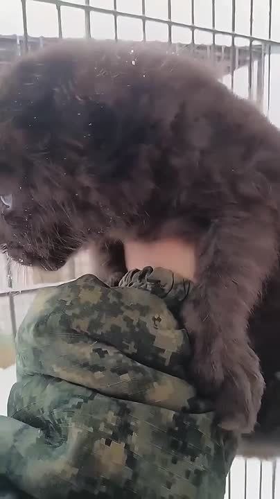 В Барнаульском зоопарке первое пополнение в году — леопарды Сильва и Маврик снова стали родителями!