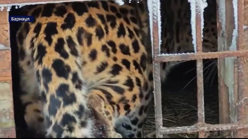 В барнаульском зоопарке показали детёныша чёрной пантеры