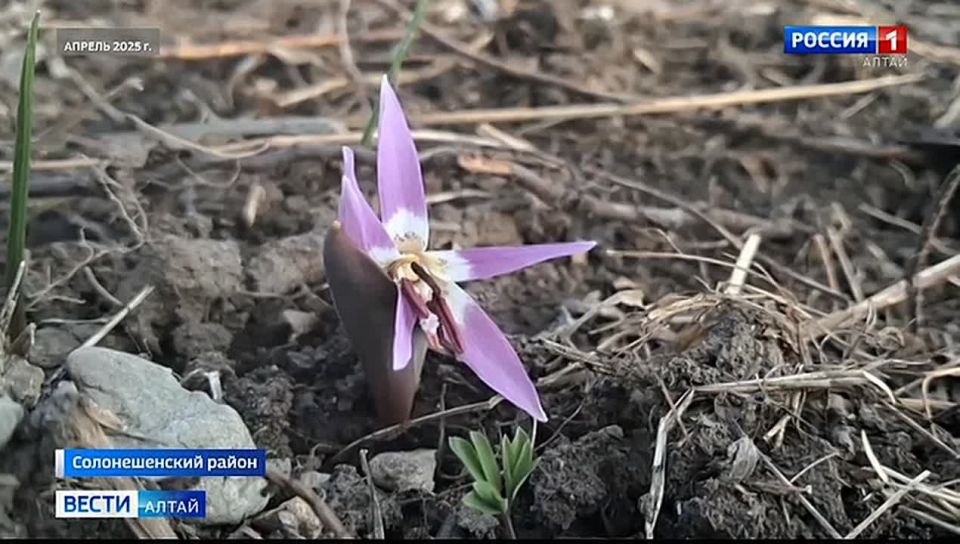 В Солонешенский районный суд передано уголовное дело в отношении гендиректора артели «Солнечная»