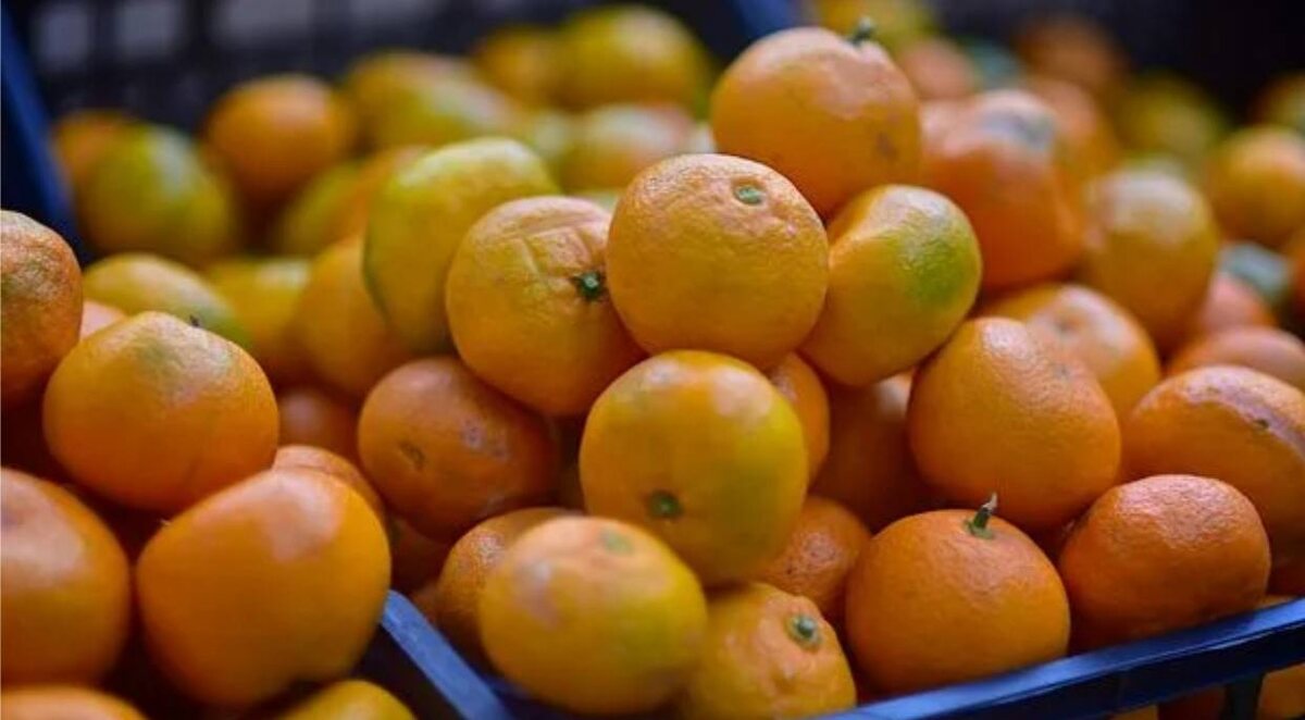 Грузия инвестирует в уникальные мандарины из Аджарии