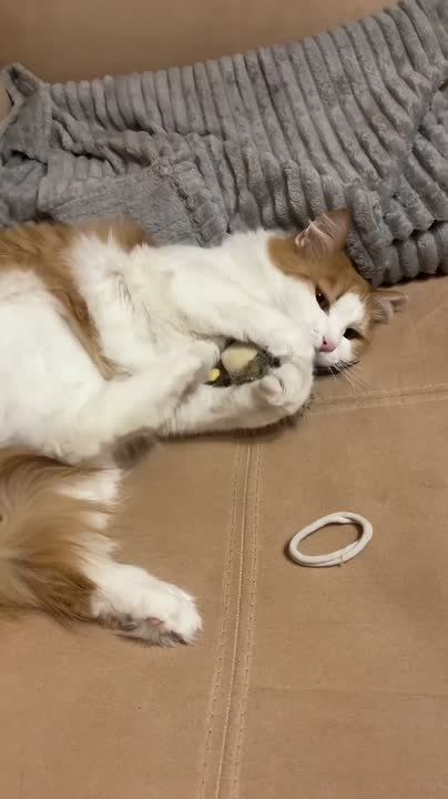 Сегодня доброе утро всем желает котик нашего редактора Насти Парфеновой