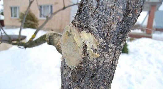 Зимние раны на деревьях: как помочь саду и избежать ошибок с варом