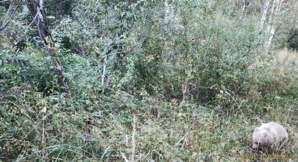 Белого медведя заметили в Алтайском крае