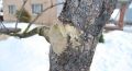 Зимние раны на деревьях: как помочь саду и избежать ошибок с варом