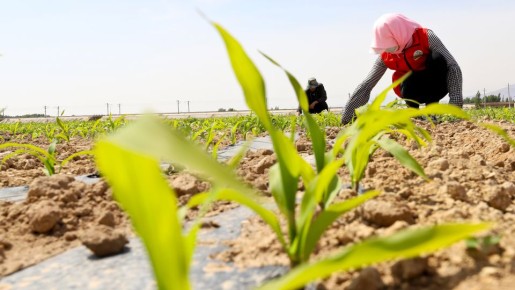 ����� ����� �������: �������� ������������� �� ������� ������ � �����������