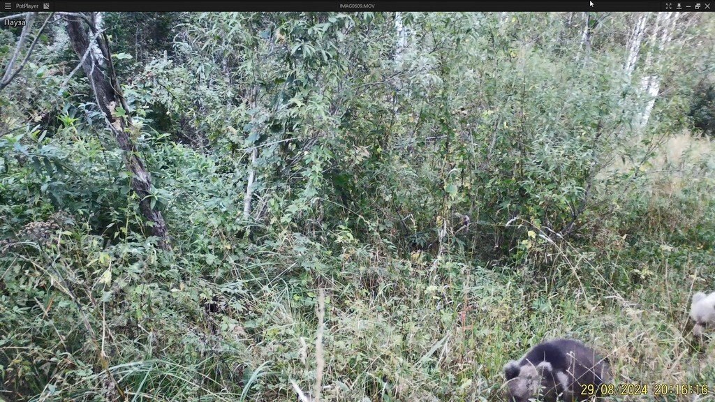 Белого медведя заметили в Алтайском крае Белого медведя заметили в Алтайском крае