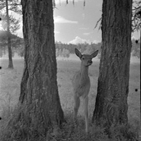 ������������ ��������� ��� � ���������� ��������� ������ �����, ������������� ����� ������ ������ ���