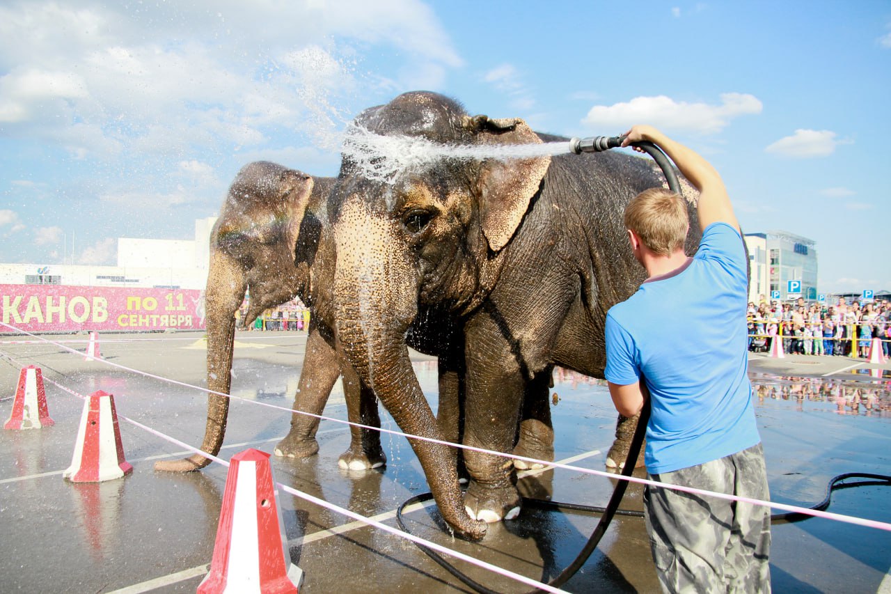 А помните шоу слонов в Барнауле? А помните шоу слонов в Барнауле?